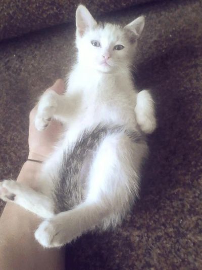 Лот: 8598459. Фото: 1. кот. Кошки, котята