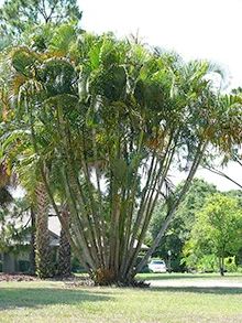 Лот: 7020589. Фото: 1. пальма Арека (Арековая пальма... Горшечные растения и комнатные цветы