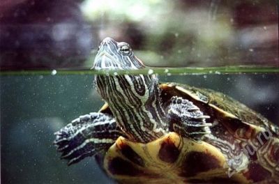 Лот: 368133. Фото: 1. черепахи водные. Остальные животные