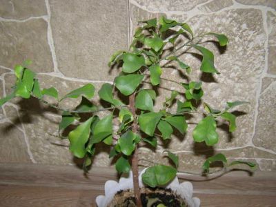 Лот: 6451982. Фото: 1. Фикус треугольные листья... Горшечные растения и комнатные цветы