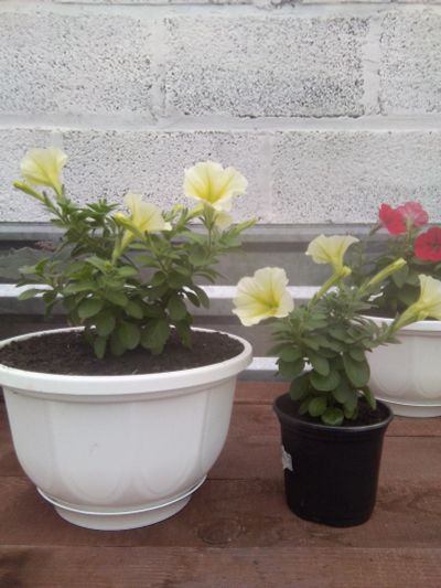 Лот: 15985272. Фото: 1. Ампельная петуния Tea Yellow(жёлтытй... Садовые цветы
