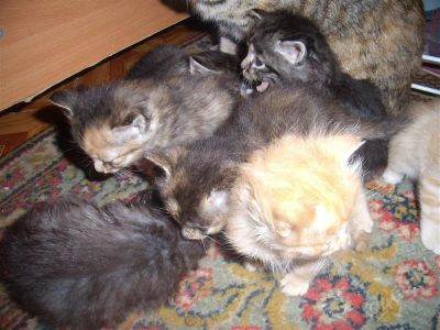 Лот: 436386. Фото: 1. Отдам пушистых котят в хорошие... Остальные животные