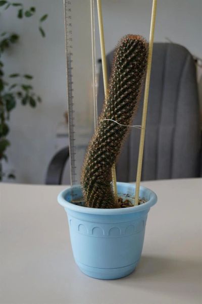 Лот: 3117479. Фото: 1. Кактусы - Коллекция - Mammillaria... Горшечные растения и комнатные цветы