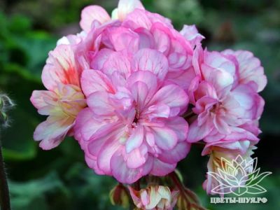 Лот: 18852888. Фото: 1. Сортовая пеларгония "Runes Peach... Горшечные растения и комнатные цветы