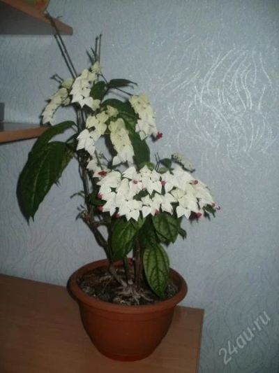 Лот: 1094015. Фото: 1. клеродедрум. Горшечные растения и комнатные цветы