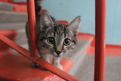 Лот: 10756892. Фото: 1. Котенок ищет дом!. Кошки, котята