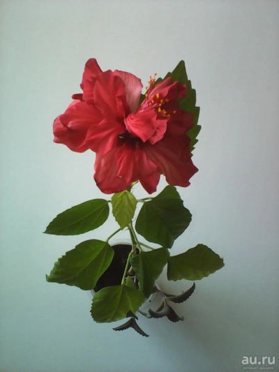 Лот: 7491993. Фото: 1. Китайская роза Гибискус махровый... Горшечные растения и комнатные цветы