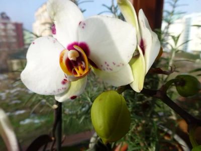 Лот: 5299454. Фото: 1. Орхидея фаленопсис. Горшечные растения и комнатные цветы