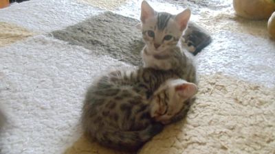 Лот: 6997124. Фото: 1. Продам бенгальских котят. Кошки, котята