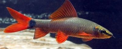Лот: 6083375. Фото: 1. Лабео зеленый (Labeo frenatus). Рыбки