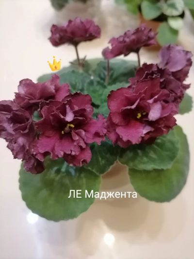 Лот: 16859071. Фото: 1. Фиалка сортовая ЛЕ Маджента, ДЭО... Горшечные растения и комнатные цветы