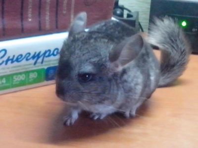 Лот: 10883236. Фото: 1. шиншилла. Остальные животные