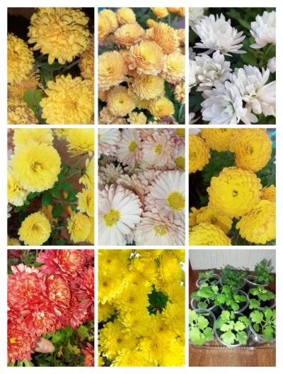 Лот: 19940047. Фото: 1. Хризантема мультифлора. Горшечные растения и комнатные цветы