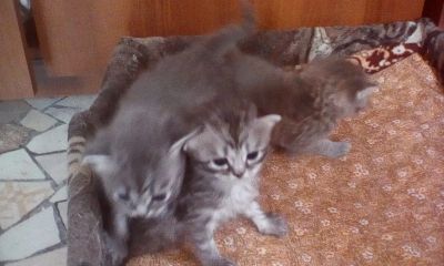 Лот: 16290200. Фото: 1. Котята. Кошки, котята