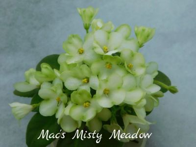 Лот: 6307181. Фото: 1. Мини фиалка сортовая Mac's Misty... Горшечные растения и комнатные цветы