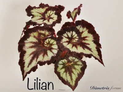 Лот: 12640850. Фото: 1. Бегония “Lilian”. Горшечные растения и комнатные цветы