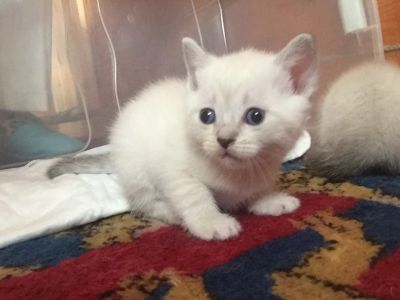 Лот: 7759618. Фото: 1. Котёнок тайский. Кошки, котята