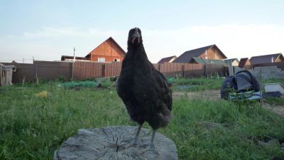Лот: 7752550. Фото: 1. Отличный петушок (Джерсийский... Птицы