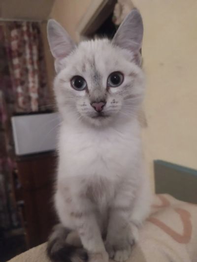 Лот: 19668036. Фото: 1. котенок белый, девочка 3 месяца. Кошки, котята