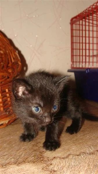 Лот: 1386362. Фото: 1. Шикарные котятки Ждут тебя!!!. Кошки, котята