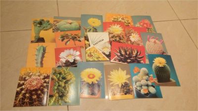 Лот: 7965847. Фото: 1. Набор открыток "Кактусы" 18 штук. Сад, огород, цветы