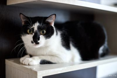 Лот: 16452722. Фото: 1. Анфиса. Кошки, котята