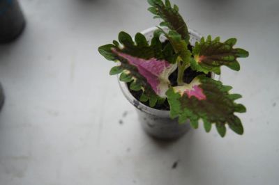 Лот: 7583234. Фото: 1. колеус Trailing Lava Rose. Горшечные растения и комнатные цветы