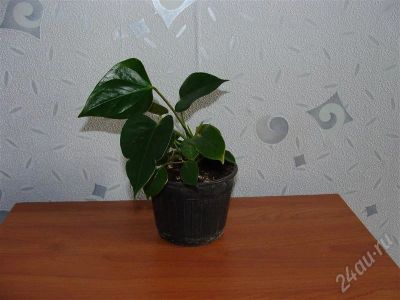 Лот: 568442. Фото: 1. Антуриум. Горшечные растения и комнатные цветы