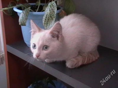 Лот: 964996. Фото: 1. котенок. Остальные животные