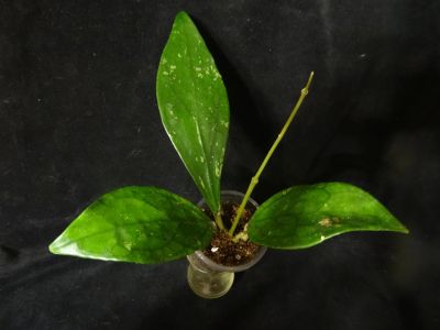 Лот: 16413984. Фото: 1. Хойя.Hoya sp.18 (sp. Germany). Горшечные растения и комнатные цветы