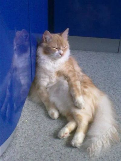 Лот: 377906. Фото: 1. Пушистый Кот=))). Остальные животные