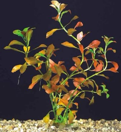 Лот: 7853014. Фото: 1. Людвигия ползучая (Ludwigia repens... Водные растения