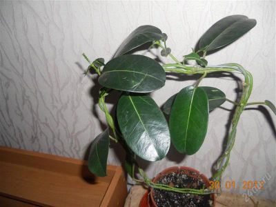 Лот: 1521497. Фото: 1. Стефанотис. Горшечные растения и комнатные цветы