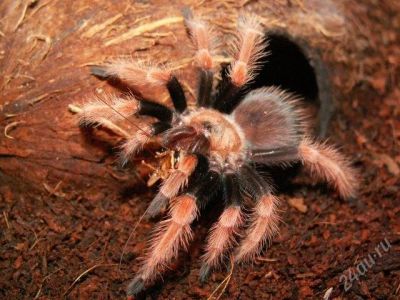 Лот: 2469533. Фото: 1. Пауки Птициеды5. Остальные животные