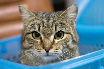 Лот: 10963968. Фото: 1. Уютная домашняя кошечка бесплатно. Кошки, котята