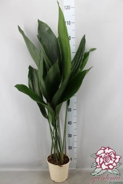 Лот: 12326633. Фото: 1. Куплю Аспидистру. Горшечные растения и комнатные цветы