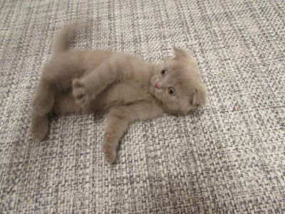 Лот: 5819423. Фото: 1. шотландские котята парень. Кошки, котята