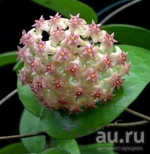 Лот: 13555504. Фото: 1. Хойя Hoya Balaensis splash. Горшечные растения и комнатные цветы