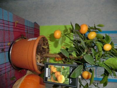 Лот: 3455253. Фото: 1. комнатное растение. Горшечные растения и комнатные цветы