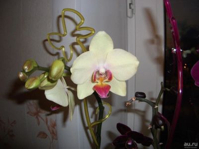 Лот: 8579722. Фото: 1. орхидея. Горшечные растения и комнатные цветы