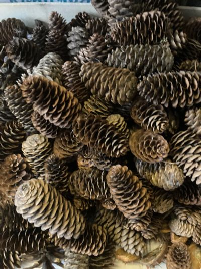 Лот: 25889846. Фото: 1. Шишки еловые для творчества. Материалы для ручной работы