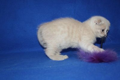Лот: 5523810. Фото: 1. Шотландский вислоухий мальчик. Кошки, котята