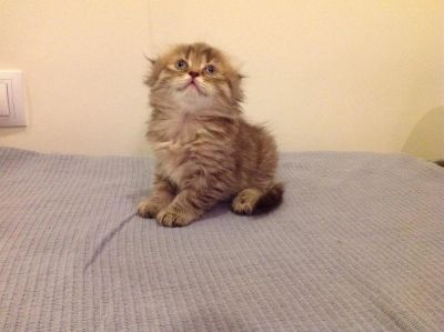 Лот: 3524299. Фото: 1. Второе чудо света!!!. Кошки, котята