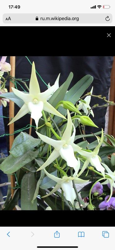 Лот: 16138986. Фото: 1. орхидея ангрекум. Горшечные растения и комнатные цветы
