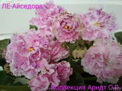 Лот: 11048954. Фото: 1. Фиалка ЛЕ-Айседора лист. Горшечные растения и комнатные цветы