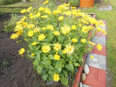 Лот: 11501062. Фото: 1. Дороникум. Садовые цветы