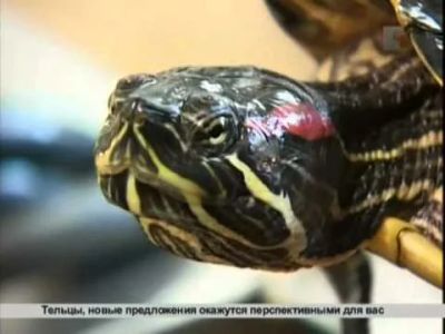 Лот: 4477306. Фото: 1. Отдам черепах. Другое (животные и уход)