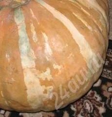 Лот: 681432. Фото: 1. Тыква огородная 17кг. Овощи, фрукты, зелень