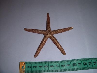Лот: 6513884. Фото: 1. Морская ракушка , звезда - магнит... Магниты сувенирные