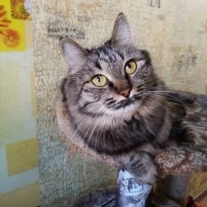 Лот: 17006725. Фото: 1. Кошка. Кошки, котята